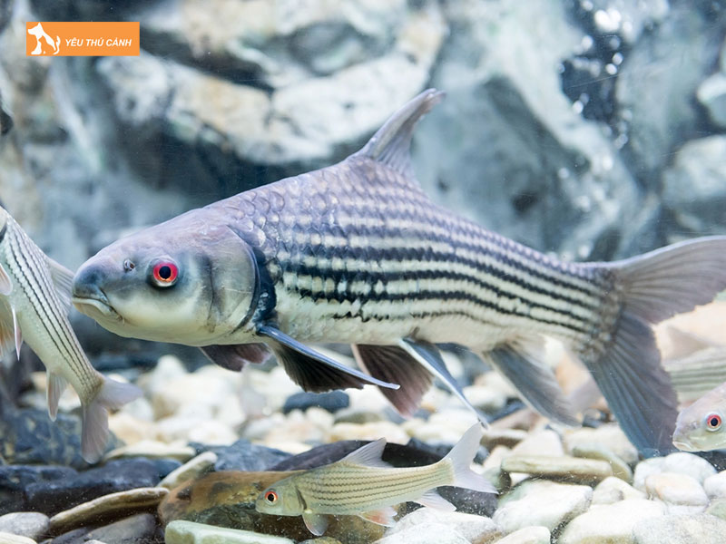 Cach-nuoi-ca-soc-dua-khoe-dep-1-thucanh