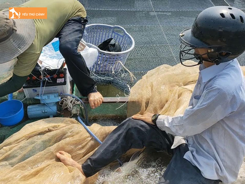 Cach-nuoi-ca-soc-dua-khoe-dep-thucanh