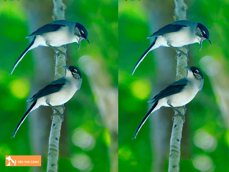 Cach-nuoi-chim-bach-mi-hot-hay-1-thucanh