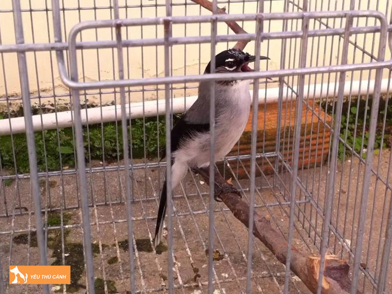 Cach-nuoi-chim-bach-mi-hot-hay-thucanh