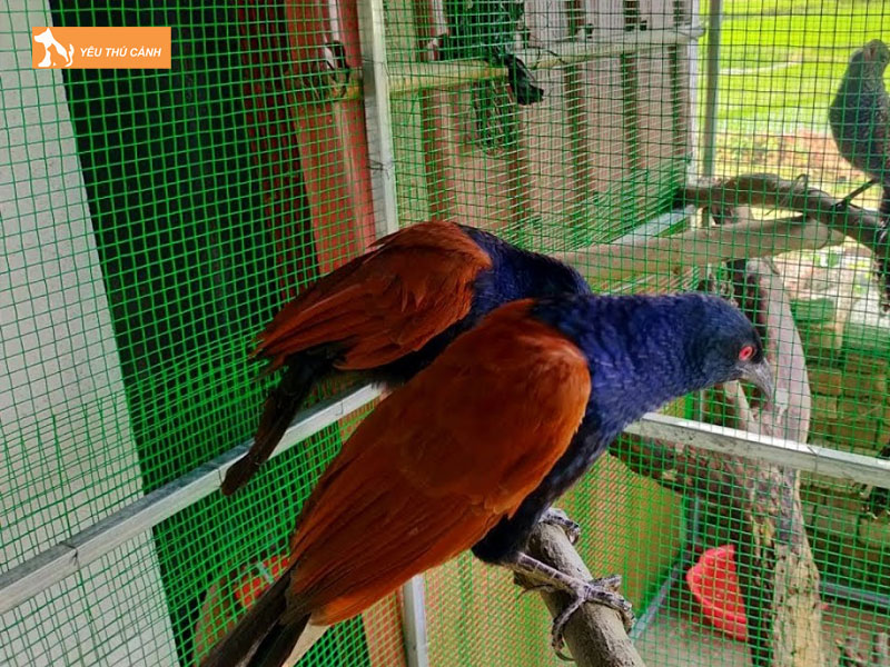 Cach-nuoi-chim-bim-bip-hieu-qua-1-thucanh