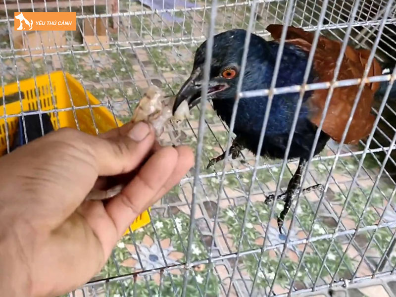 Cach-nuoi-chim-bim-bip-hieu-qua-3-thucanh