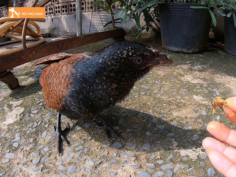 Cach-nuoi-chim-bim-bip-hieu-qua-thucanh