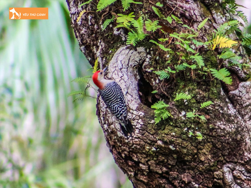 Cach-nuoi-chim-go-kien-hieu-qua-1-thucanh