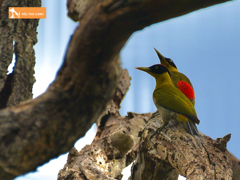 Cach-nuoi-chim-go-kien-hieu-qua-2-thucanh