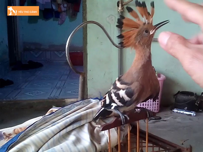 Cach-nuoi-chim-go-kien-hieu-qua-thucanh