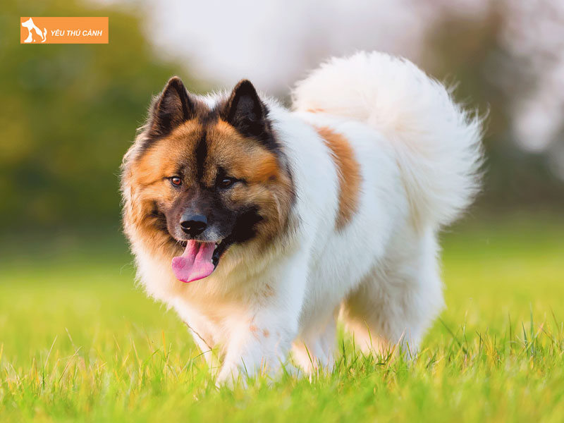 Cach-nuoi-cho-elo-1-thucanh