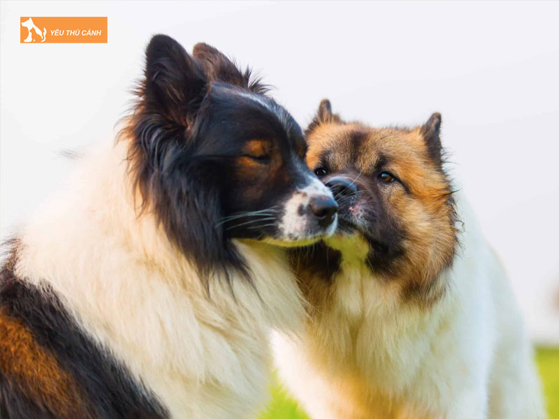 Cach-nuoi-cho-elo-thucanh