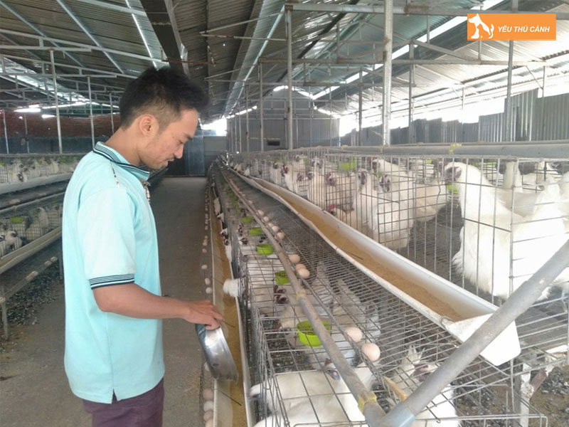 Cach-nuoi-ga-ac-hieu-qua-1-thucanh