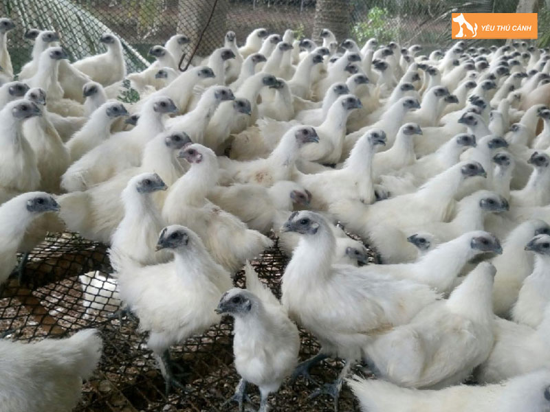 Cach-nuoi-ga-ac-hieu-qua-2-thucanh