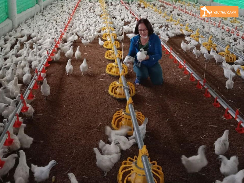 Cach-nuoi-ga-ac-hieu-qua-3-thucanh