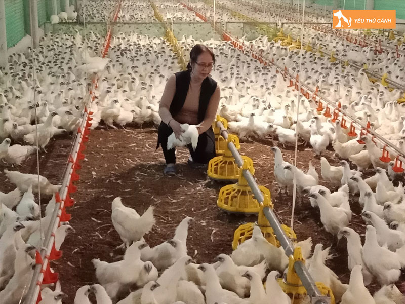 Cach-nuoi-ga-ac-hieu-qua-thucanh