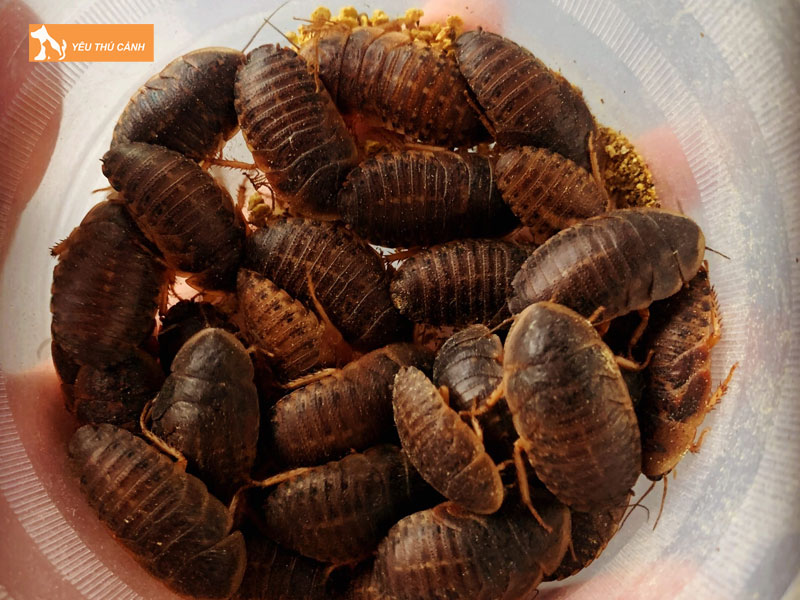 Cach-nuoi-gian-dubia-1-thucanh