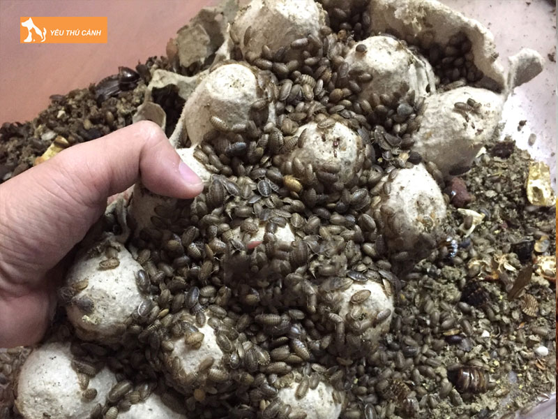 Cach-nuoi-gian-dubia-2-thucanh