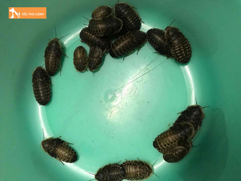 Cach-nuoi-gian-dubia-thucanh