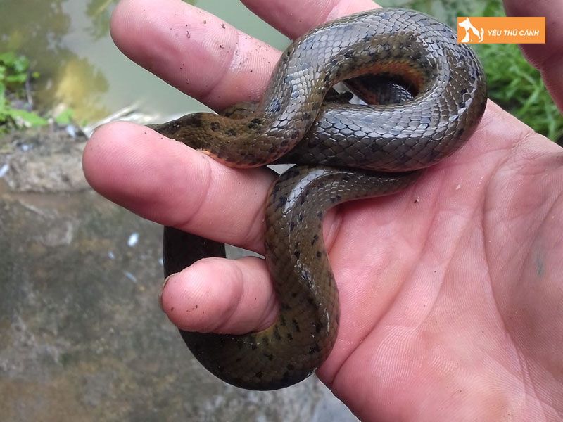 Cach-nuoi-ran-mung-do-hieu-qua-1-thucanh