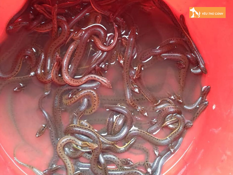 Cach-nuoi-ran-mung-do-hieu-qua-2-thucanh