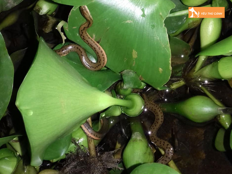 Cach-nuoi-ran-mung-do-hieu-qua-3-thucanh