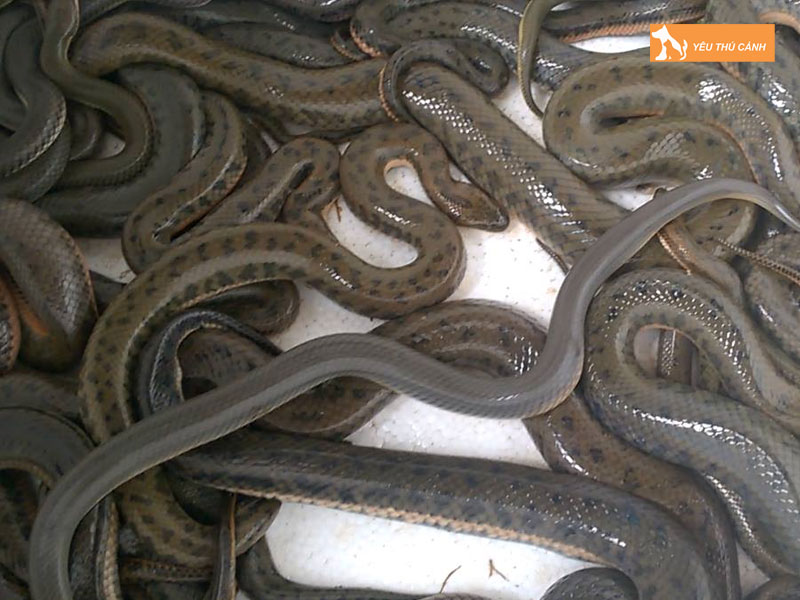 Cach-nuoi-ran-mung-do-hieu-qua-thucanh