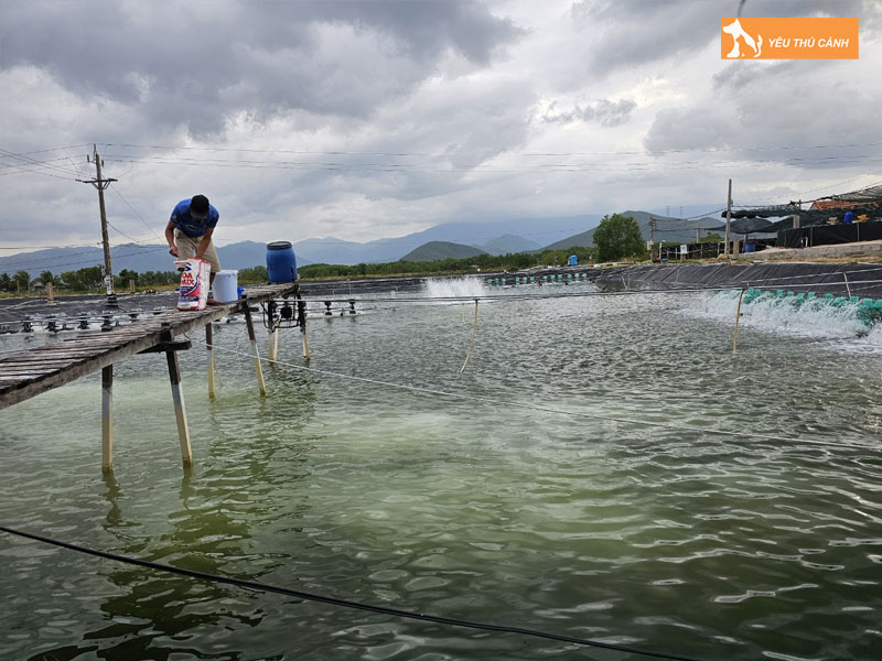 Cach-nuoi-tom-the-chan-trang-nang-suat-cao-2-thucanh