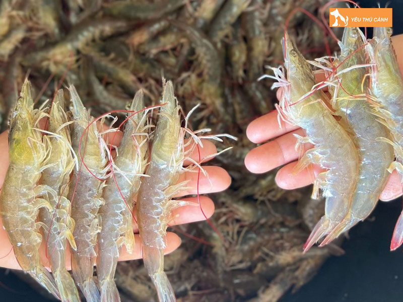 Cach-nuoi-tom-the-chan-trang-nang-suat-cao-thucanh