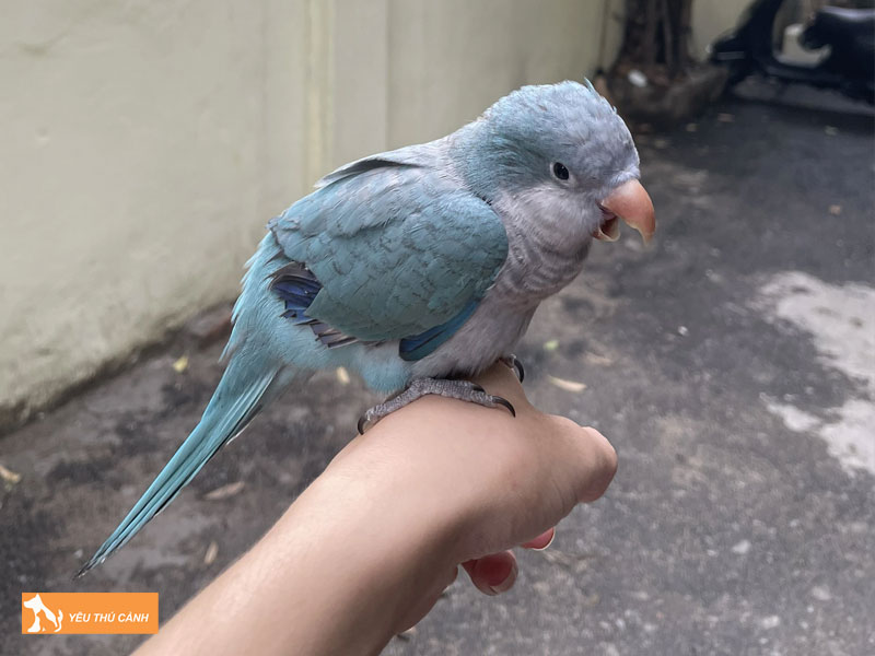 Cach-nuoi-vet-monk-khoe-dep-1-thucanh