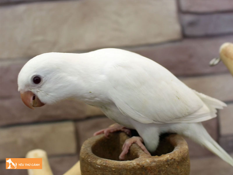 Cach-nuoi-vet-monk-khoe-dep-2-thucanh