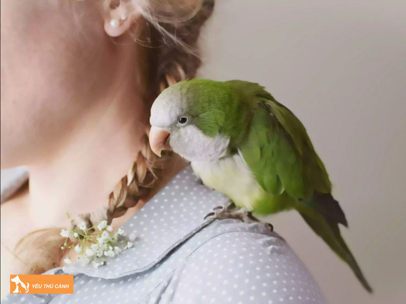 Cach-nuoi-vet-monk-khoe-dep-thucanh