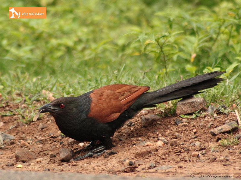 Chim-bim-bip-la-chim-gi-thucanh