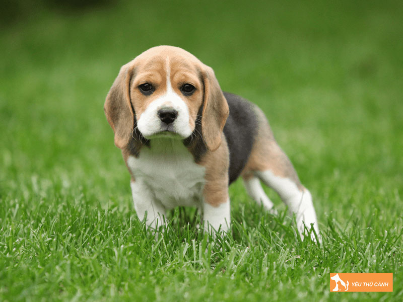 Cho-beagle-thucanh