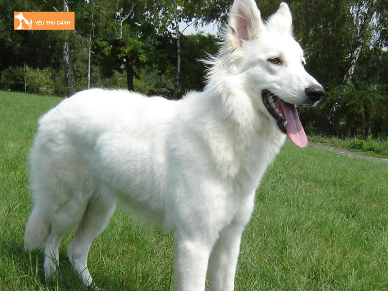 Cho-chan-cuu-trang-thuy-si-la-gi-thucanh