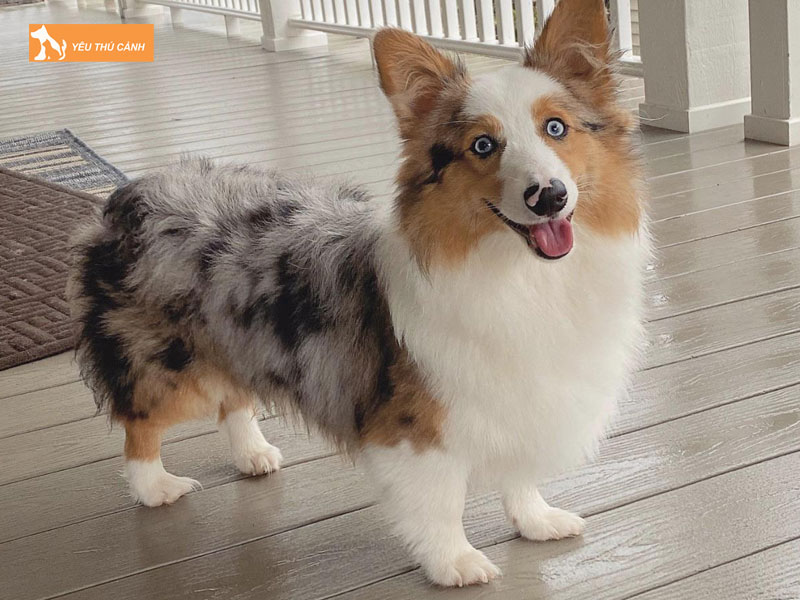 Cho-corgi-blue-merle-la-gi-thucanh