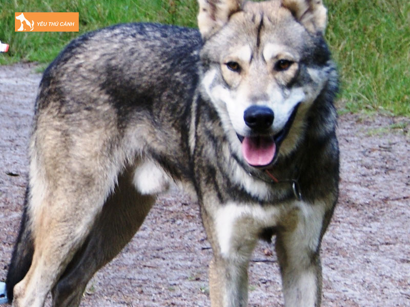 Cho-lai-soi-tiep-khac-la-gi-thucanh