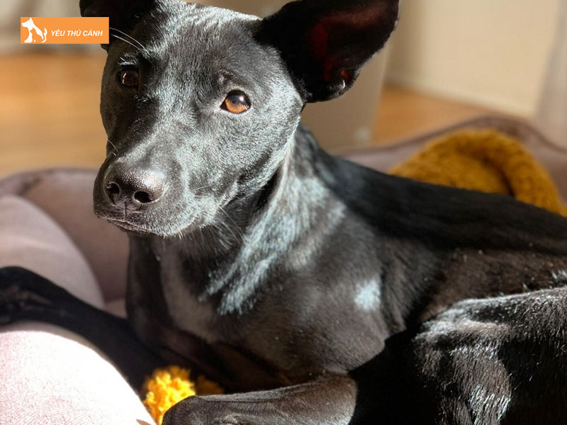 Cho-nui-dai-loan-la-gi-thucanh