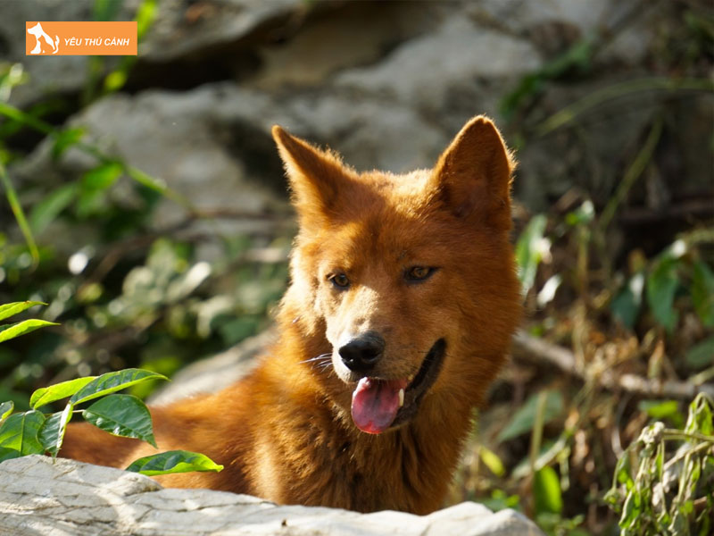 Cho-san-phan-lan-la-giong-cho-gi-thucanh