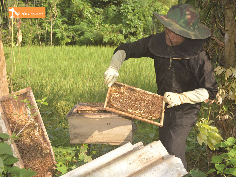 Chuan-bi-truoc-khi-nuoi-ong-1-thucanh