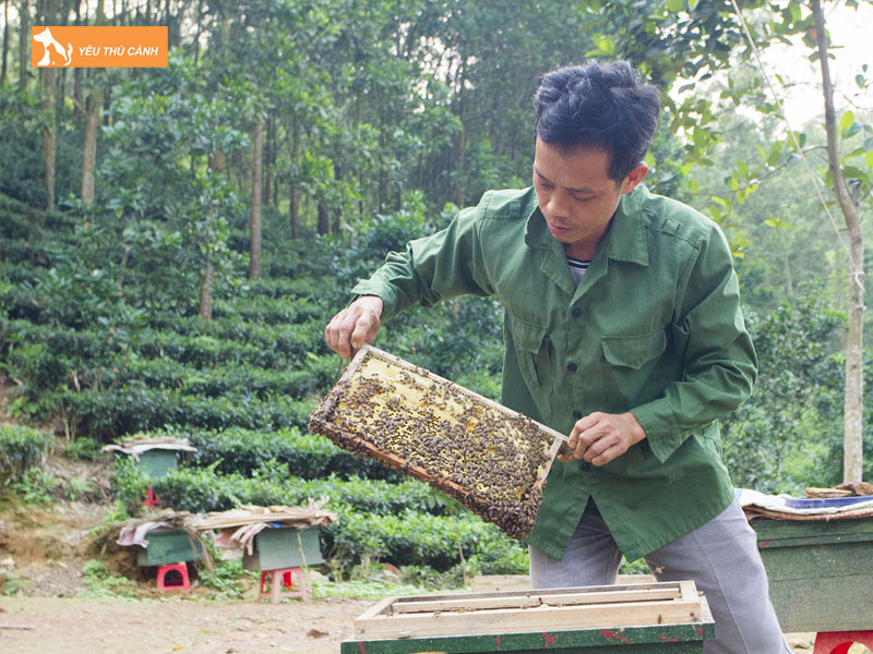 Chuan-bi-truoc-khi-nuoi-ong-2-thucanh