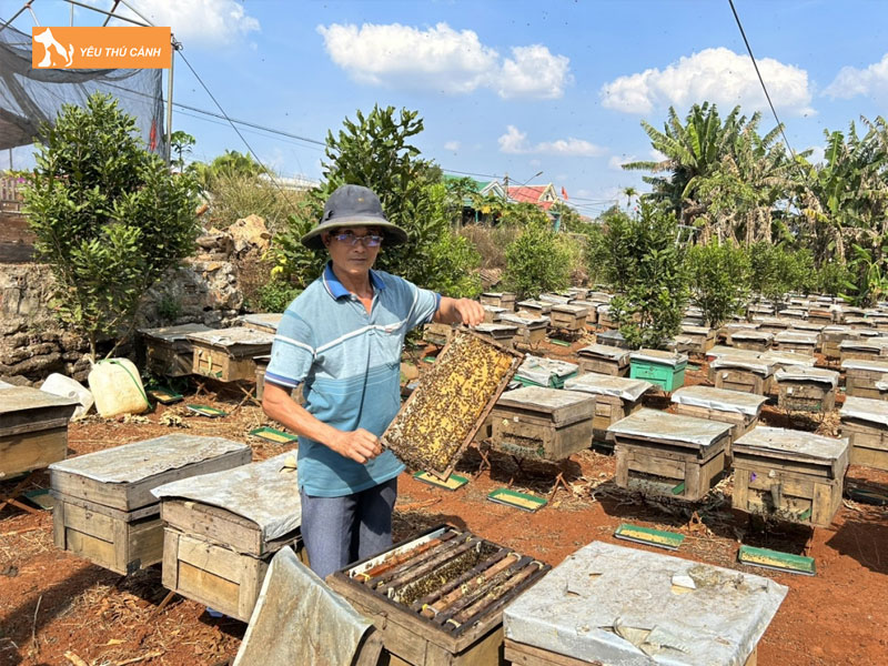 Chuan-bi-truoc-khi-nuoi-ong-thucanh