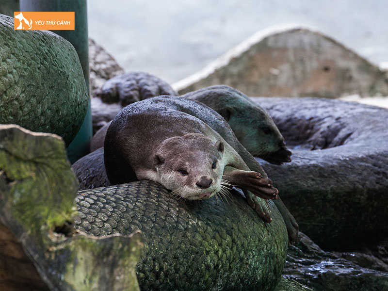 Chuan-bi-truoc-khi-nuoi-rai-ca-1-thucanh