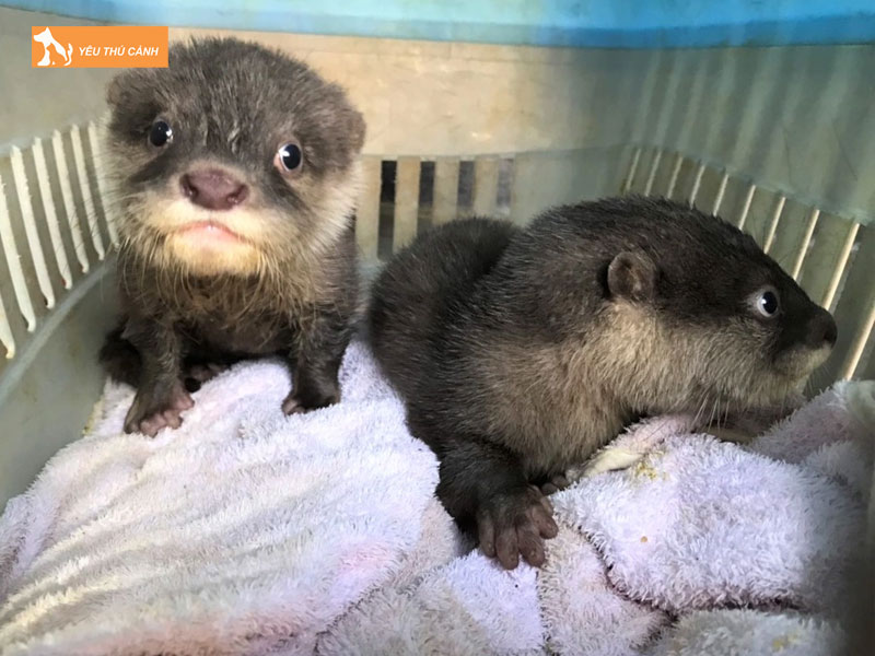 Chuan-bi-truoc-khi-nuoi-rai-ca-thucanh