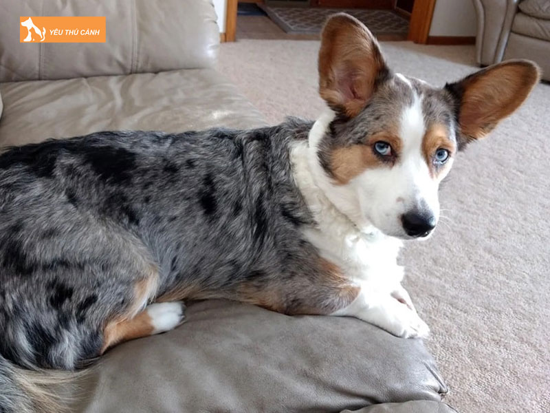 Dac-diem-cua-cho-corgi-blue-merle-1-thucanh