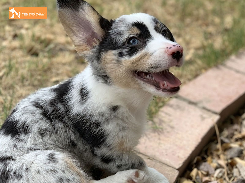 Dac-diem-cua-cho-corgi-blue-merle-thucanh