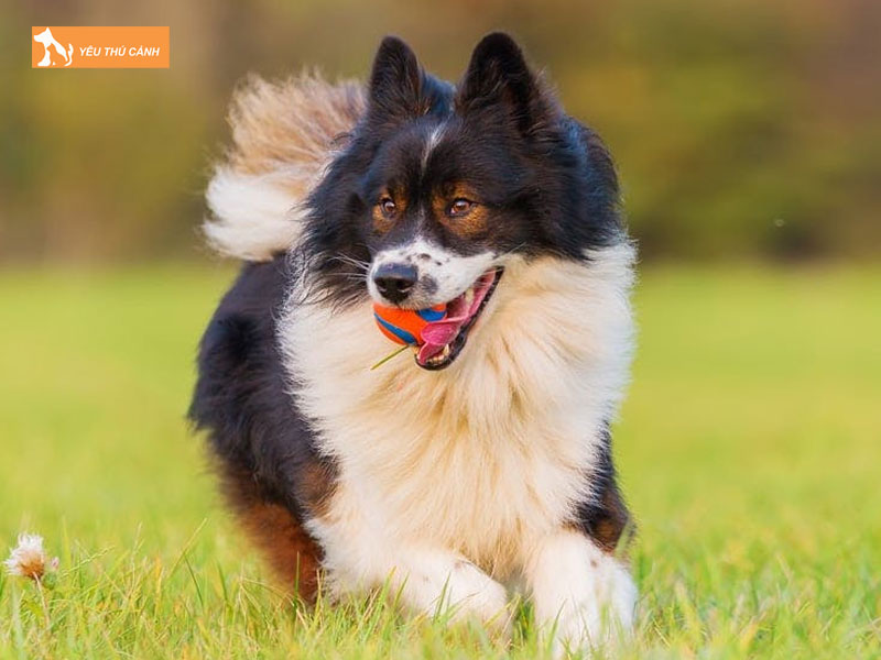 Dac-diem-cua-cho-elo-1-thucanh