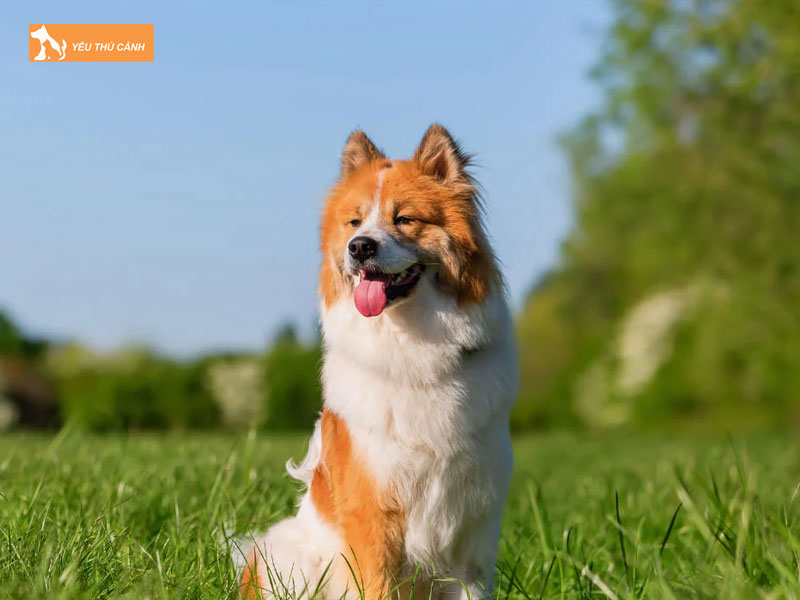 Dac-diem-cua-cho-elo-thucanh