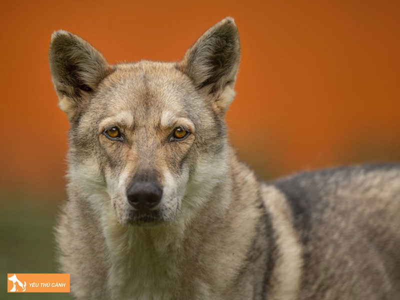 Dac-diem-cua-cho-lai-soi-tiep-khac-1-thucanh