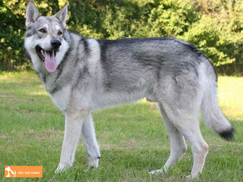 Dac-diem-cua-cho-lai-soi-tiep-khac-thucanh