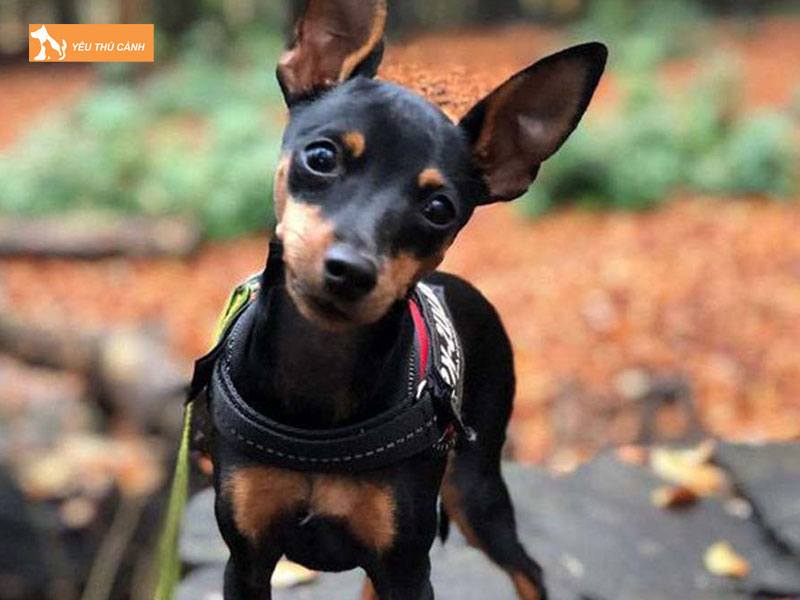 Dac-diem-cua-cho-phoc-thucanh