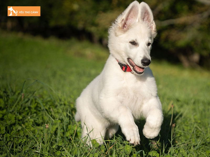 Dac-diem-cua-giong-cho-chan-cuu-trang-thuy-si-thucanh