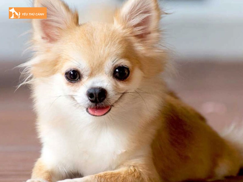 Dac-diem-cua-giong-cho-chihuahua-long-dai-thucanh