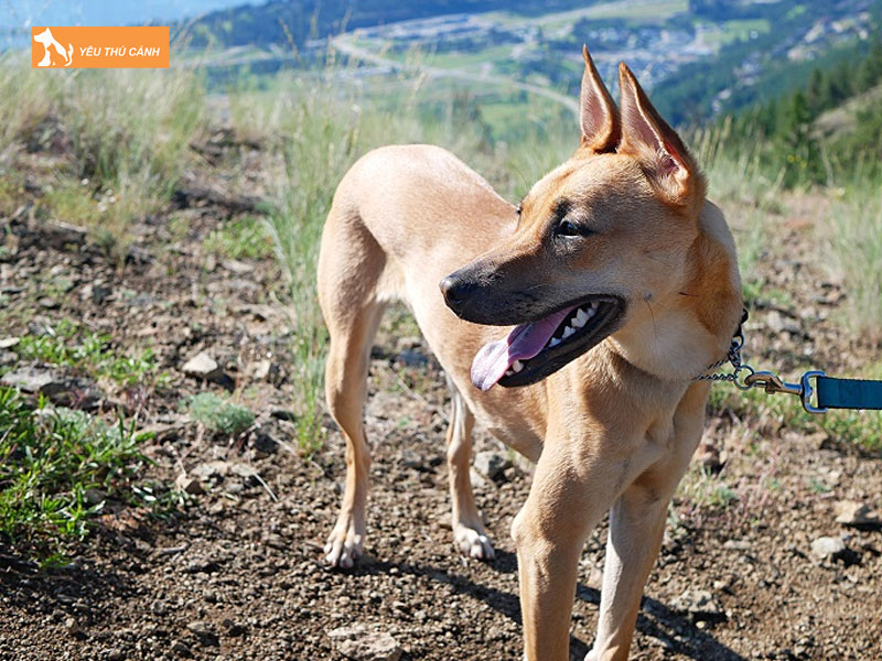 Dac-diem-giong-cho-nui-dai-loan-thucanh